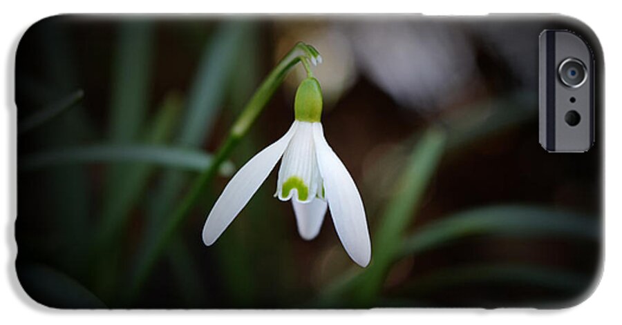 Snowdrop iPhone 6 Case featuring the photograph Snowdrop 2 by Richard Andrews