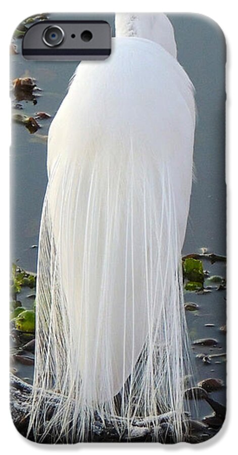 Bird iPhone 6 Case featuring the photograph Great Egret Wedding Gown by Lindy Pollard
