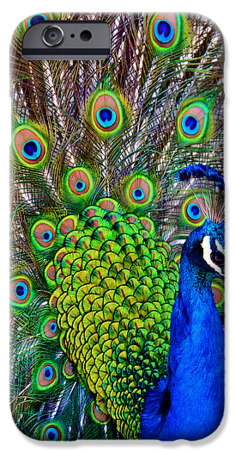 Zoo iPhone 6 Case featuring the photograph Strut by Angelina Tamez