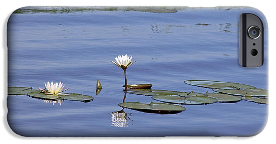 Botswana iPhone 6 Case featuring the photograph Water Lilies by Tony Murtagh