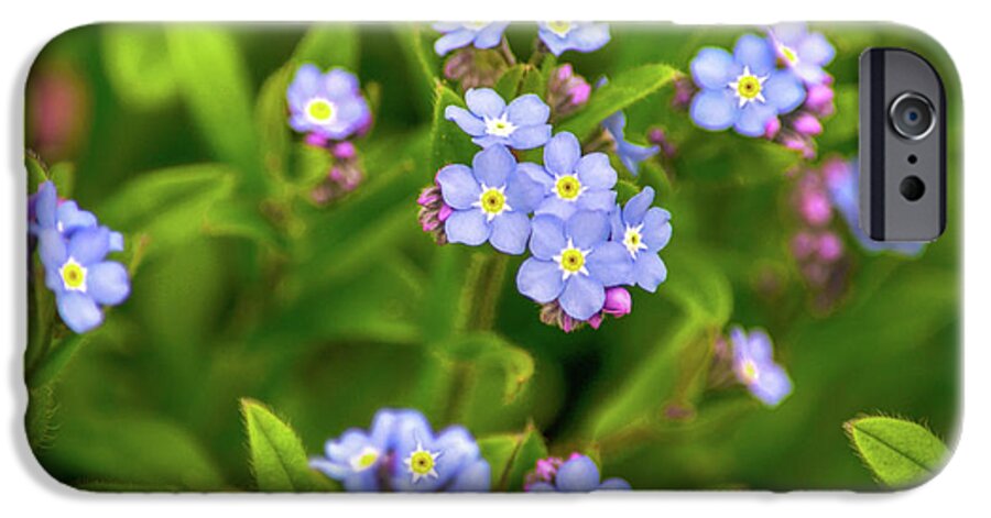 Flowers iPhone 6 Case featuring the photograph Forget Me Nots by Christina Rollo