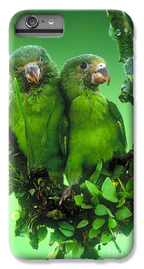 Cobalt-winged Parakeets iPhone 6 Plus Case featuring the photograph Cobalt-winged Parakeets #1 by Art Wolfe