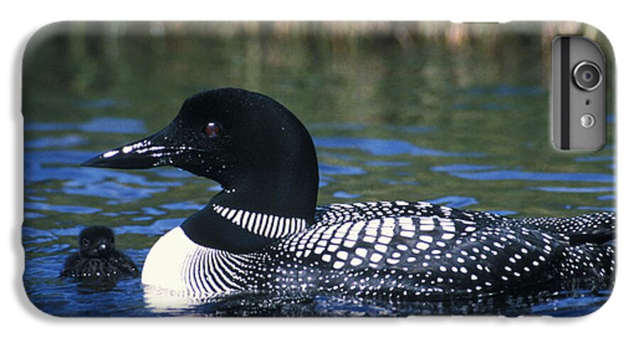 Animal iPhone 6 Plus Case featuring the photograph Common Loon #1 by Mark Newman
