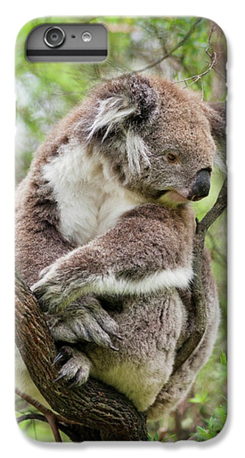 Animal iPhone 6 Plus Case featuring the photograph Koala (phascolarctos Cinereus #1 by Martin Zwick