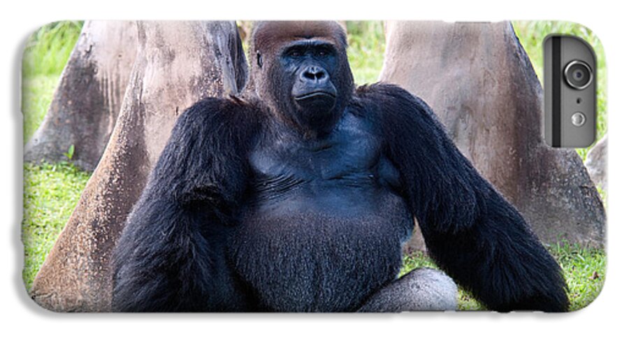 Nature iPhone 6 Plus Case featuring the photograph Western Lowland Gorilla #1 by Mark Newman