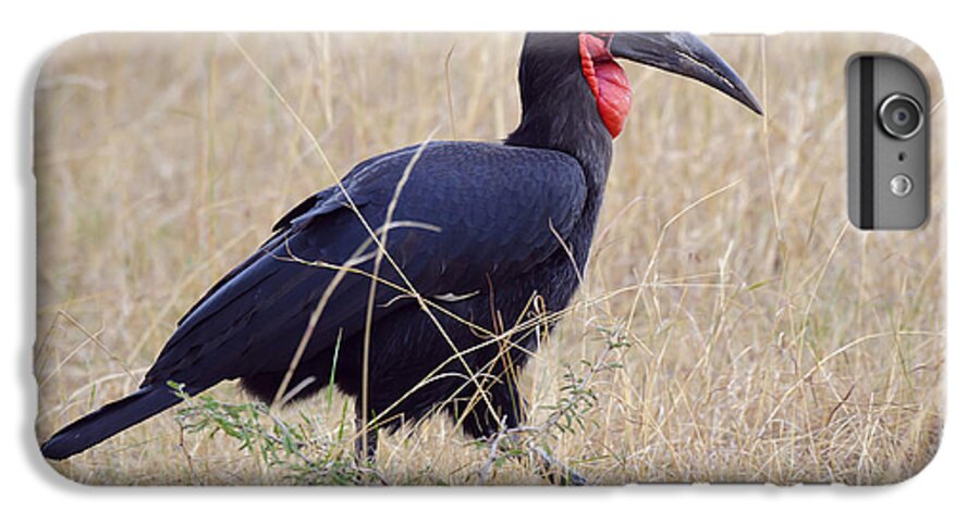 Africa iPhone 6 Plus Case featuring the photograph Ground Hornbill #2 by John Shaw