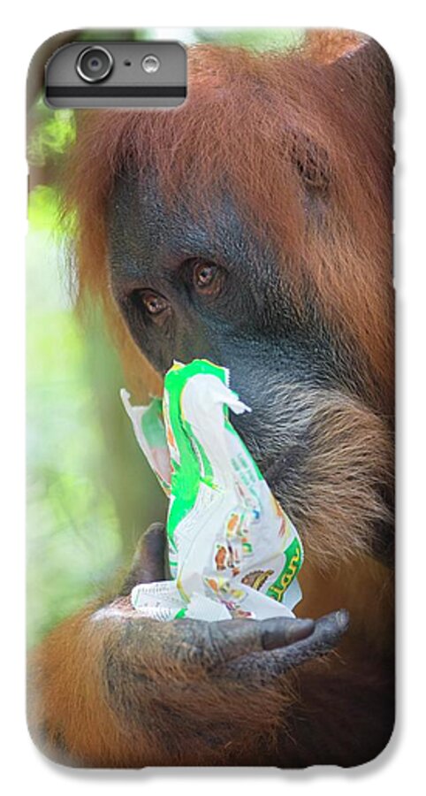 Animal iPhone 6 Plus Case featuring the photograph Sumatran Orangutan #4 by Scubazoo