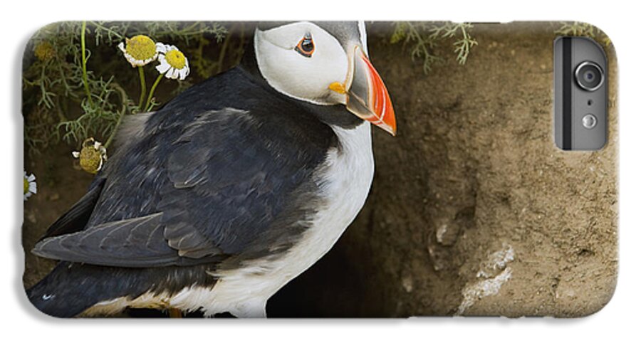 Sebastian Kennerknecht iPhone 6 Plus Case featuring the photograph Atlantic Puffin At Burrow Skomer Island by Sebastian Kennerknecht
