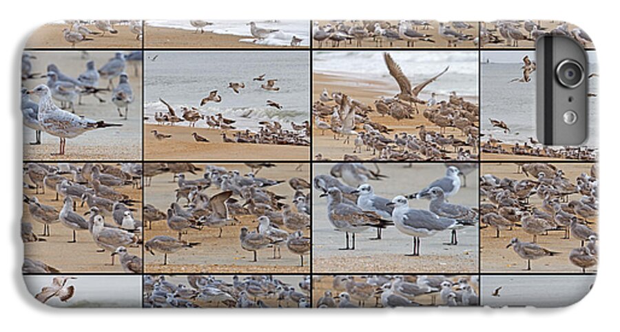 Seagull iPhone 6 Plus Case featuring the photograph Birds of Many Feathers by Betsy Knapp