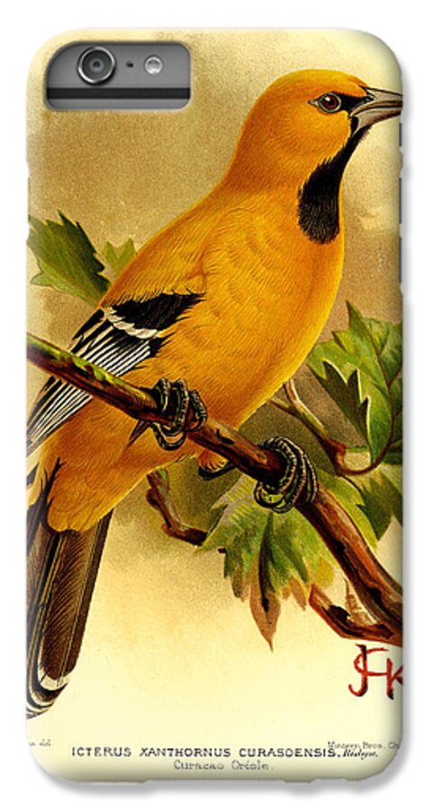 Curacao Oriole iPhone 6 Plus Case featuring the painting Curacao Oriole by Dreyer Wildlife Print Collections 