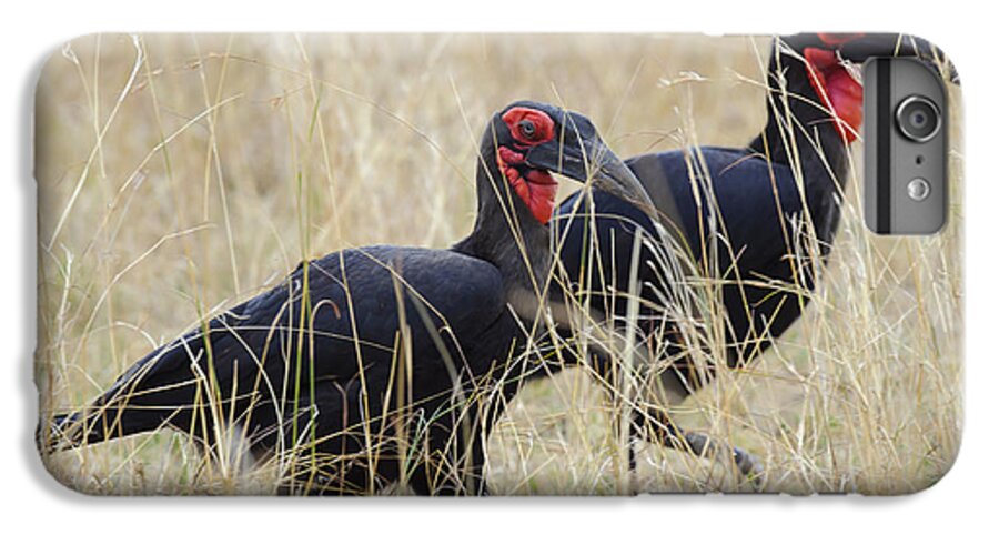 Africa iPhone 6 Plus Case featuring the photograph Ground Hornbills by John Shaw