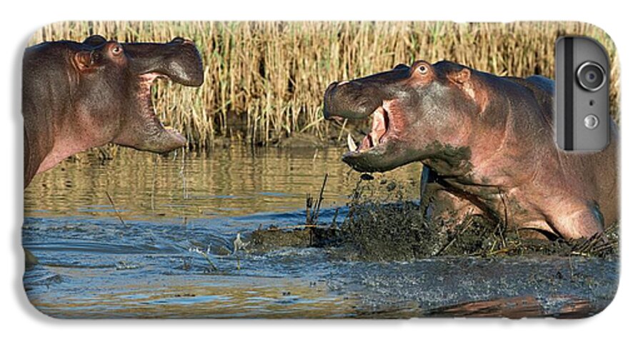 Africa iPhone 6 Plus Case featuring the photograph Hippopotamus Confrontation by Tony Camacho