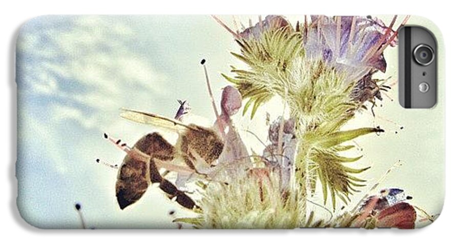 Summer iPhone 6 Plus Case featuring the photograph #mgmarts #flower #spring #summer #bee by Marianna Mills