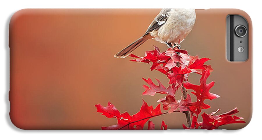 Square iPhone 6 Plus Case featuring the photograph Mockingbird Autumn Square by Bill Wakeley