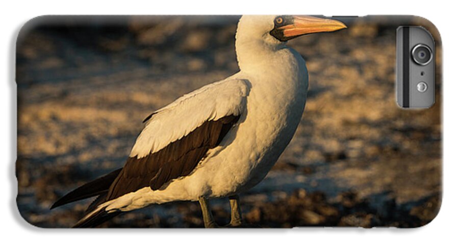 Booby iPhone 6 Plus Case featuring the photograph Nazca Booby (sula Granti by Pete Oxford