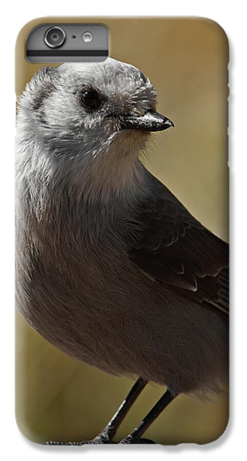 Northern Mockingbird iPhone 6 Plus Case featuring the photograph Northern Mockingbird by Ernest Echols