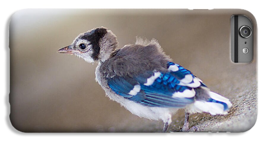 Bluejay iPhone 6 Plus Case featuring the photograph one day...I will fly by Shane Holsclaw