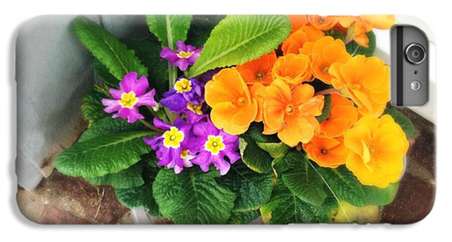 Flowers iPhone 6 Plus Case featuring the photograph Purple and orange flowers by Matthias Hauser