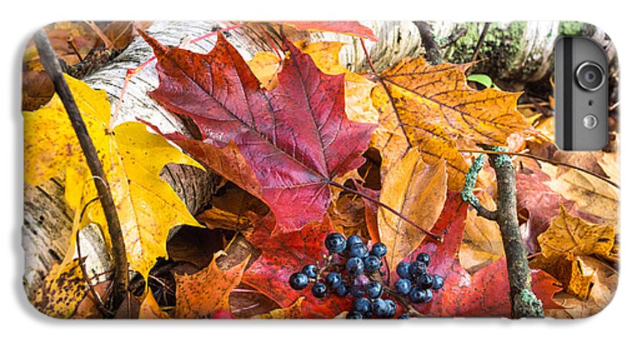 Fall iPhone 6 Plus Case featuring the photograph Season Finale by Bill Pevlor