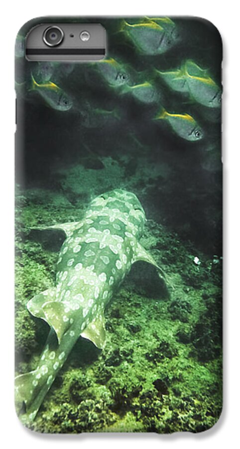 Fish iPhone 6 Plus Case featuring the photograph Sleeping wobbegong and school of fish by Miroslava Jurcik