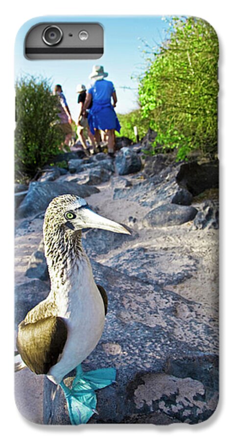 Animal iPhone 6 Plus Case featuring the photograph South America, Ecuador, Galapagos by Miva Stock