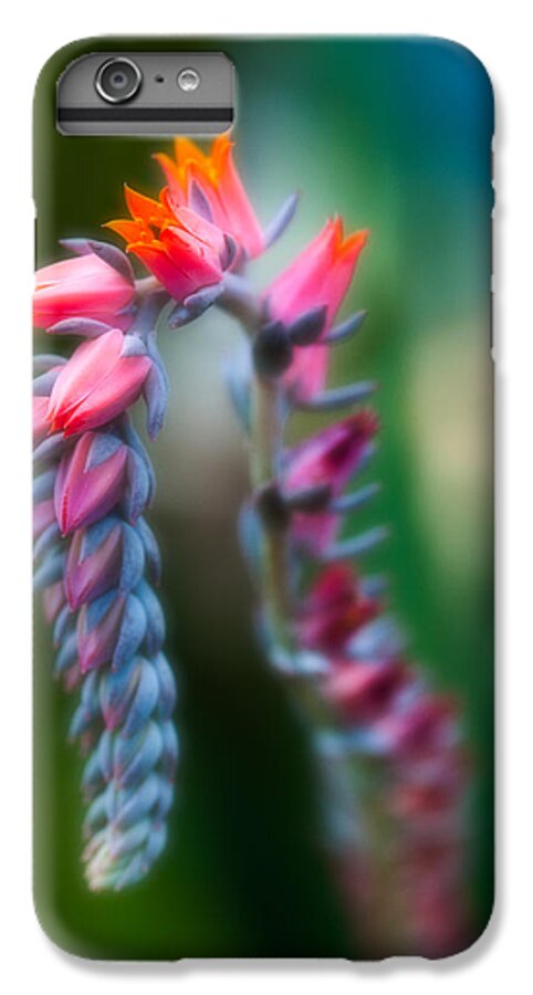 Flower iPhone 6 Plus Case featuring the photograph Tiny Beauty by Sebastian Musial