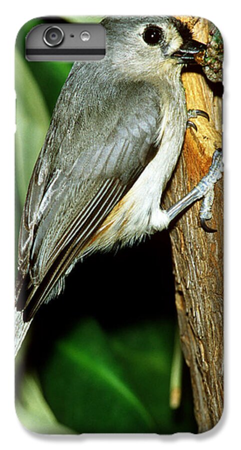 Tufted Titmouse iPhone 6 Plus Case featuring the photograph Tufted Titmouse by Millard H. Sharp