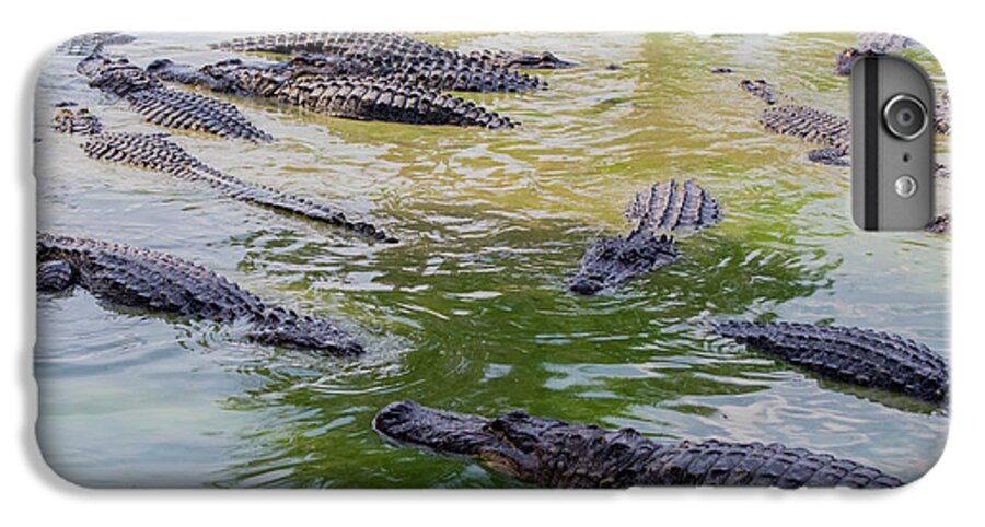Alligator iPhone 6 Plus Case featuring the photograph USA, Florida, Ochopee by Charles Crust