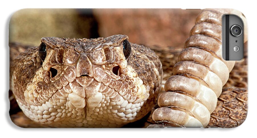 Crotalus iPhone 6 Plus Case featuring the photograph Western Diamondback Rattlesnake by David Northcott