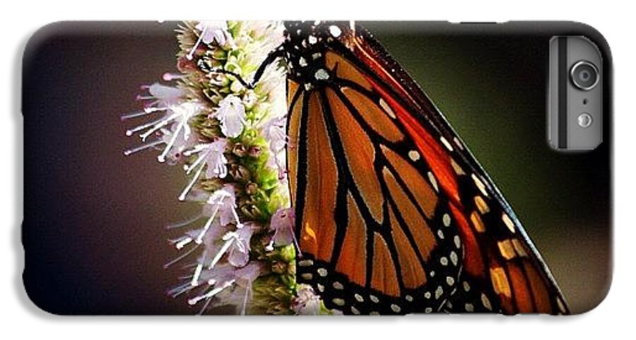 Instaaaaah iPhone 6 Plus Case featuring the photograph Further To Fly by Matthew Blum