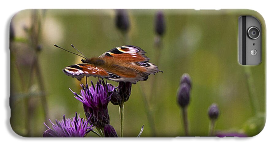 Clare Bambers iPhone 6 Plus Case featuring the photograph Peacock Butterfly on Knapweed by Clare Bambers