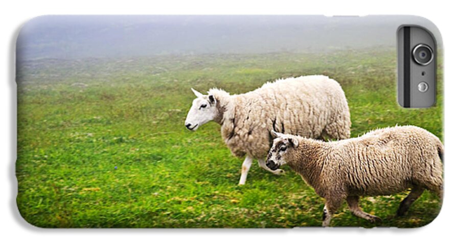 Sheep iPhone 6 Plus Case featuring the photograph Sheep in misty meadow by Elena Elisseeva