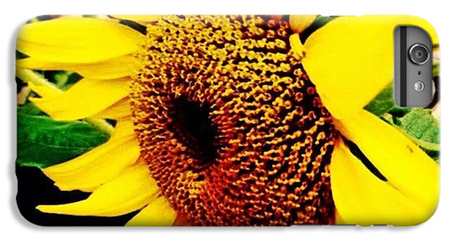 Summer iPhone 6 Plus Case featuring the photograph #sunflower #flower #sun #yellow #green by Katie Williams