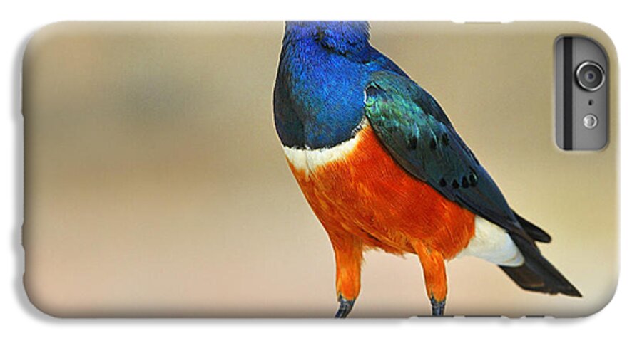 Superb Starling iPhone 6 Plus Case featuring the photograph Superb by Tony Beck