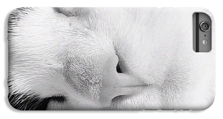 Cats iPhone 6 Plus Case featuring the photograph Tier Sleeping by Rachel Williams