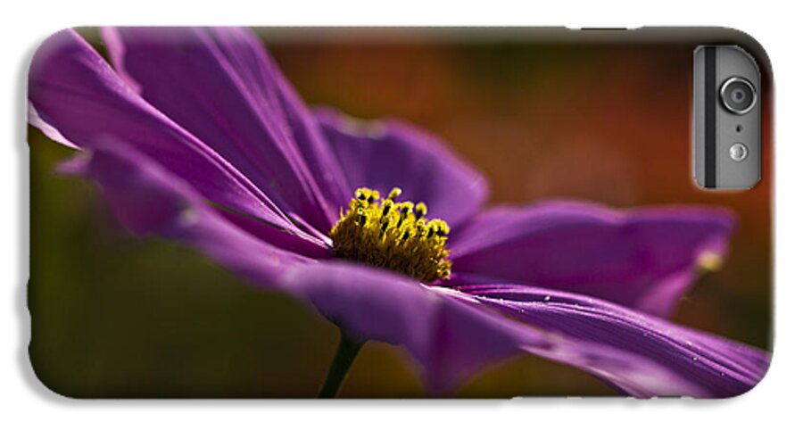Cosmos iPhone 6 Plus Case featuring the photograph Turn your face to the sun by Clare Bambers