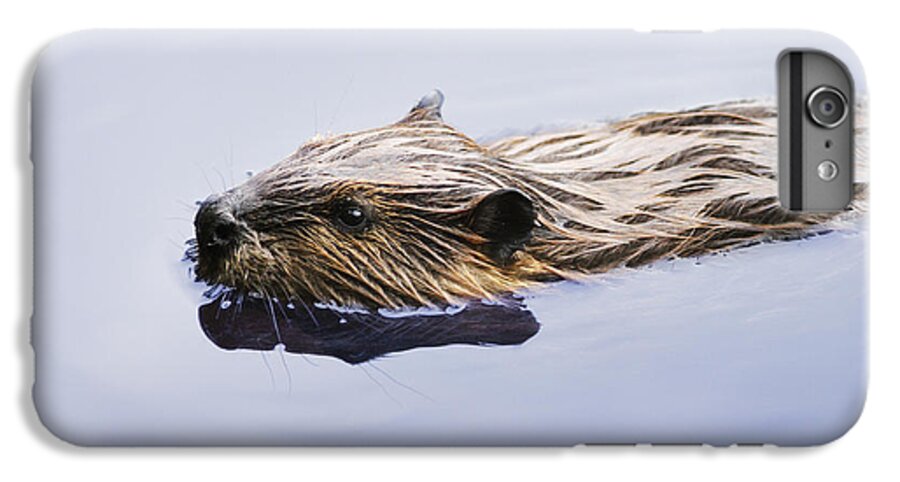 Animal iPhone 6 Plus Case featuring the photograph View Of Beaver, Chaudiere-appalaches by Yves Marcoux