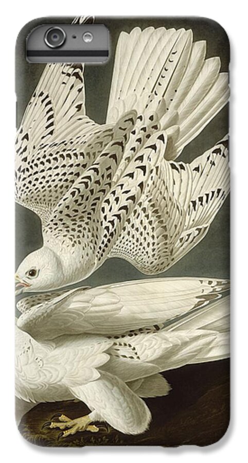 Audubon iPhone 6 Plus Case featuring the drawing Iceland or Jer Falcon #1 by Dreyer Wildlife Print Collections 