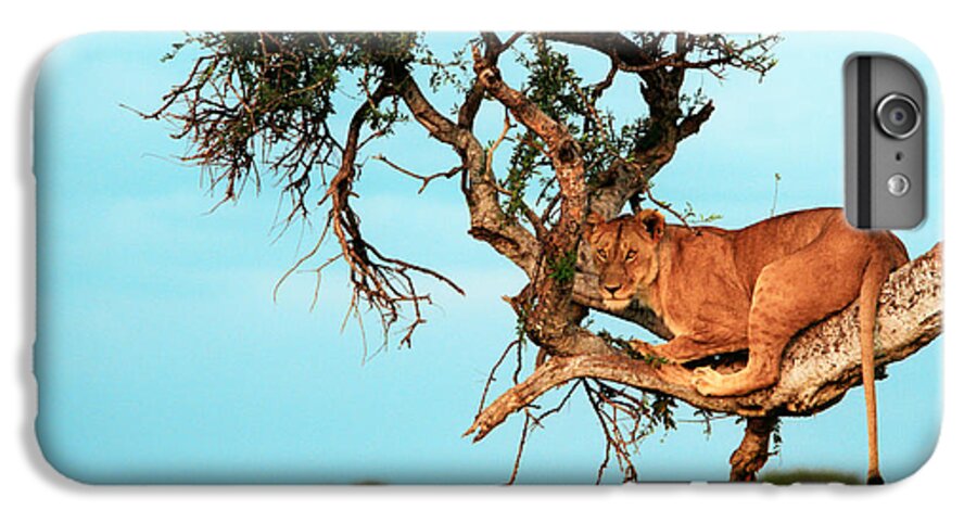 Africa iPhone 6 Plus Case featuring the photograph Lioness in Africa #1 by Sebastian Musial