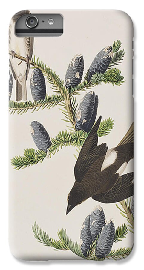 Olive Sided Flycatcher iPhone 6 Plus Case featuring the painting Olive sided Flycatcher by John James Audubon