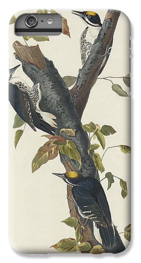 Audubon iPhone 6 Plus Case featuring the drawing Three-Toed Woodpecker #1 by Dreyer Wildlife Print Collections 