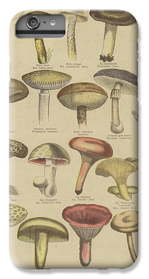 Food iPhone 6 Plus Case featuring the drawing Edible and poisonous mushrooms by French School