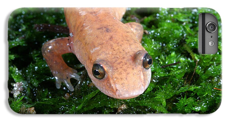Animal iPhone 6 Plus Case featuring the photograph Spring Salamander #3 by Ted Kinsman