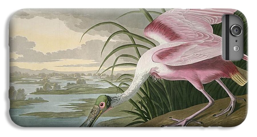 Audubon iPhone 6 Plus Case featuring the drawing Roseate Spoonbill #4 by Dreyer Wildlife Print Collections 