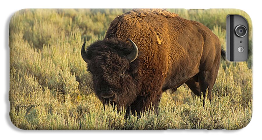 American Bison iPhone 6 Plus Case featuring the photograph Bison by Sebastian Musial