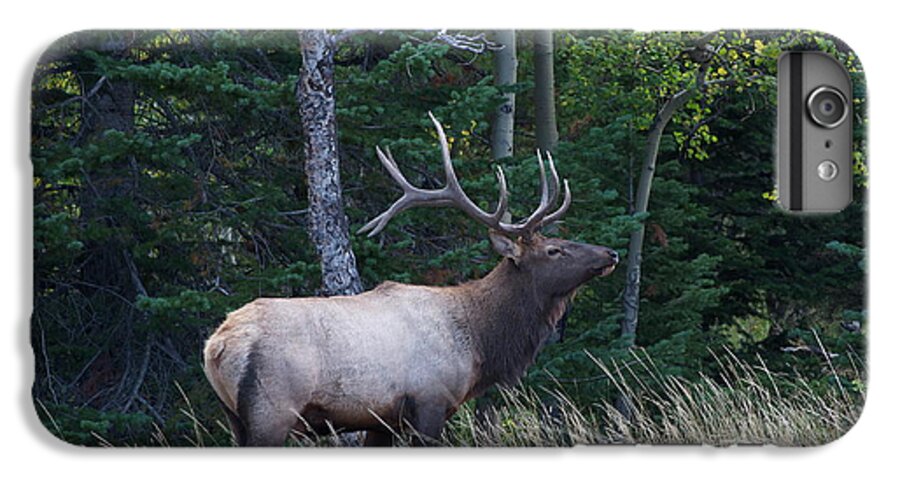 Bull iPhone 6 Plus Case featuring the photograph Bull Elk 2 by Aaron Spong