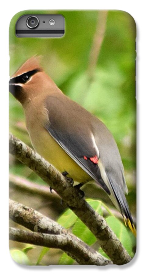 Cedar Wax Wing iPhone 6 Plus Case featuring the photograph Cedar Wax Wing 1 by Sheri McLeroy