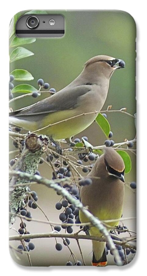 Birds iPhone 6 Plus Case featuring the photograph Cedar Wax Wings by Lizi Beard-Ward