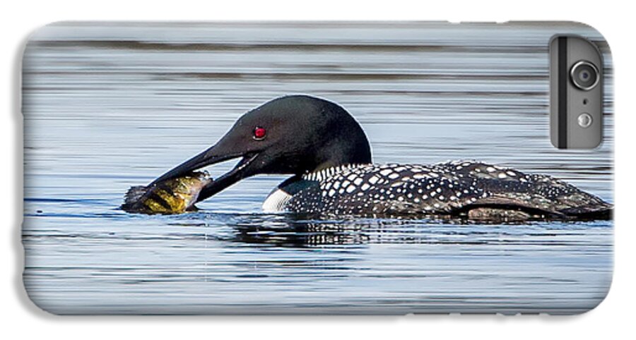 Square iPhone 6 Plus Case featuring the photograph Common Loon Square by Bill Wakeley