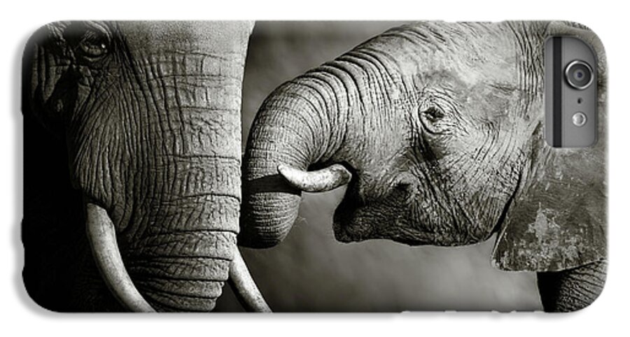 Elephant; Interact; Touch; Gently; Trunk; Young; Large; Small; Big; Tusk; Together; Togetherness; Passionate; Affectionate; Behavior; Art; Artistic; Black; White; B&w; Monochrome; Image; African; Animal; Wildlife; Wild; Mammal; Animal; Two; Moody; Outdoor; Nature; Africa; Nobody; Photograph; Addo; National; Park; Loxodonta; Africana; Muddy; Caring; Passion; Affection; Show; Display; Reach iPhone 6 Plus Case featuring the photograph Elephant affection by Johan Swanepoel